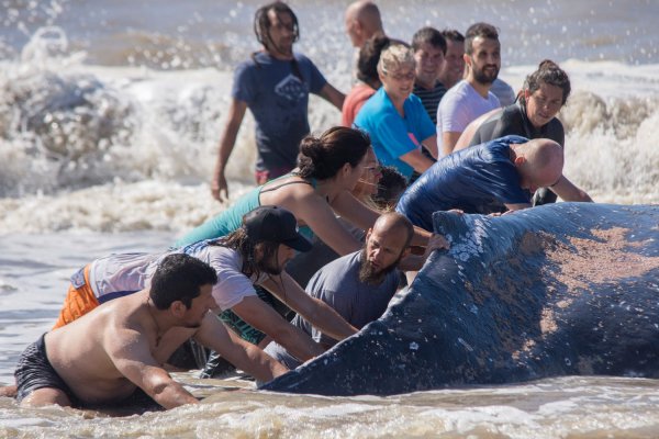 Rescatan y devuelven al mar una ballena de 4 toneladas varada en una playa de Villa Gesell
